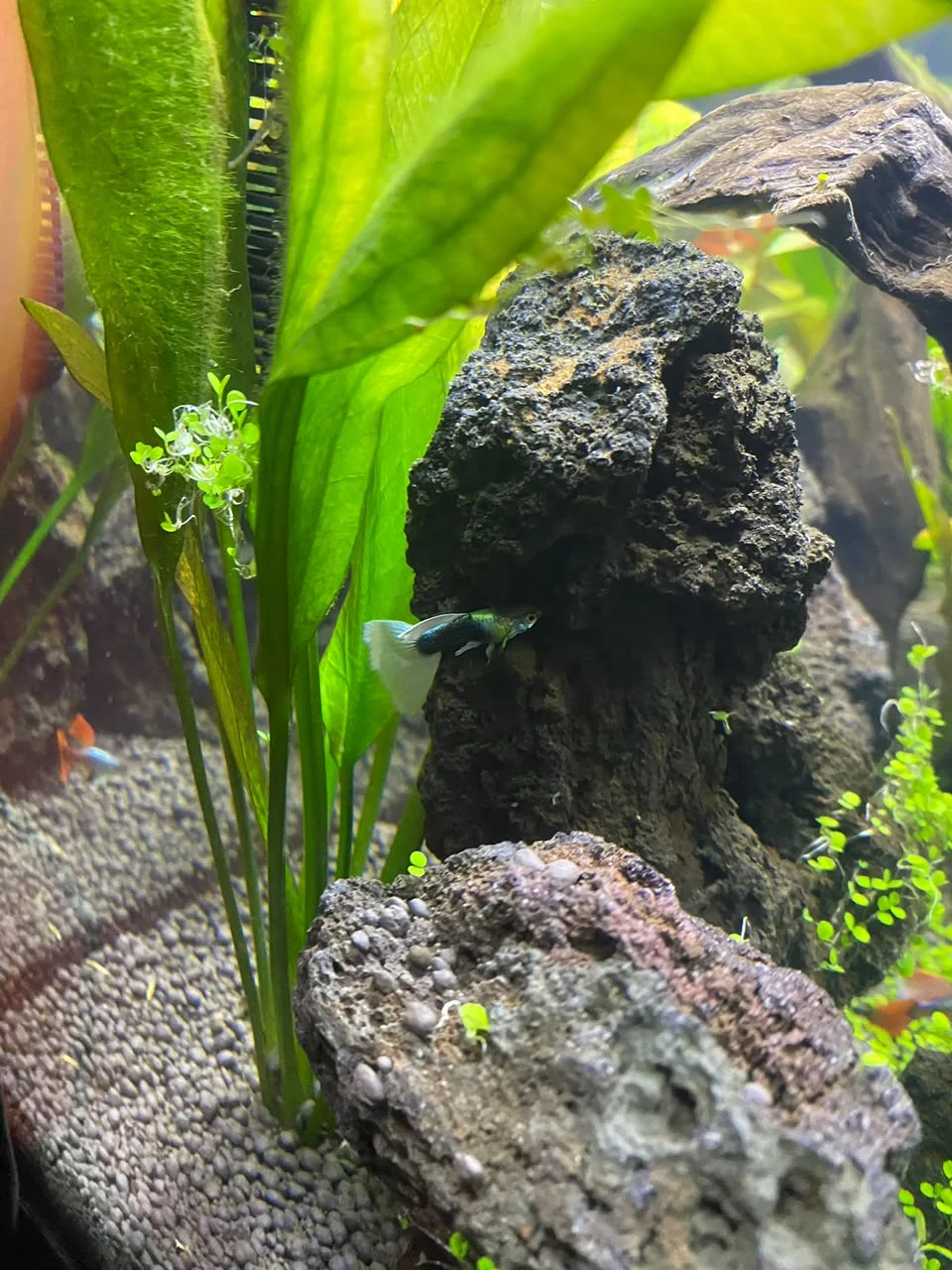 Acuario Mi acuario de 100 litros se ha convertido poco a poco en un pequeño ecosistema lleno de vida. · foto 1