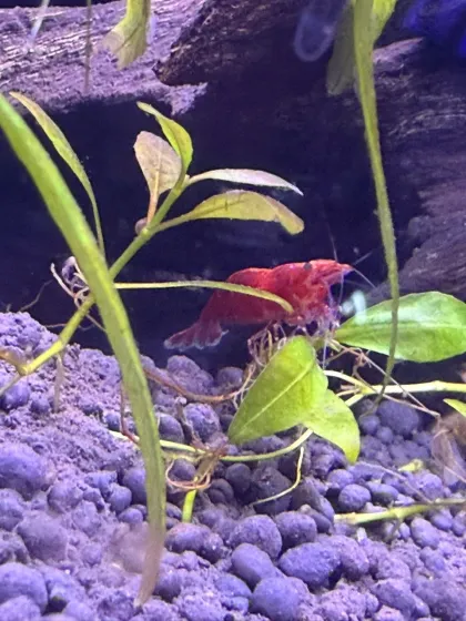 Acuario Mi acuario de 100 litros se ha convertido poco a poco en un pequeño ecosistema lleno de vida. · foto 2