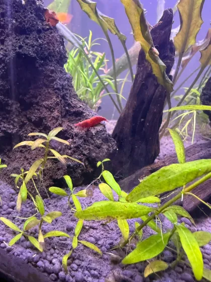 Acuario Mi acuario de 100 litros se ha convertido poco a poco en un pequeño ecosistema lleno de vida. · foto 3