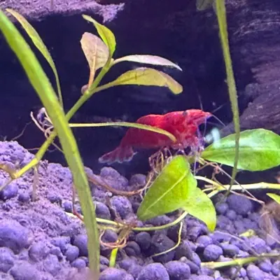 Gamba Red Sakura 3