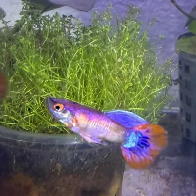 Guppy Magenta — Trío 2