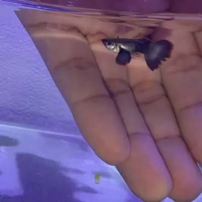 Guppy Dumbo Purple Dragon — Trío 2