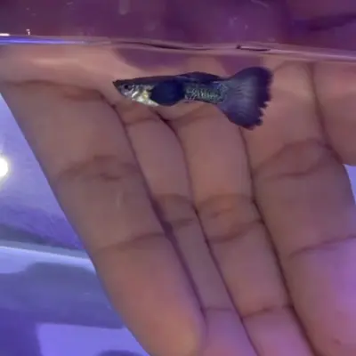 Guppy Dumbo Purple Dragon — Trío 3