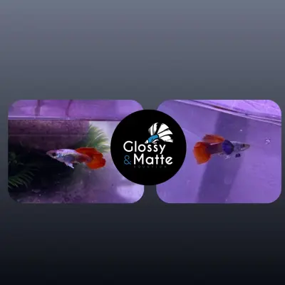 Guppy Dumbo Platino Red Tail — Trío 2