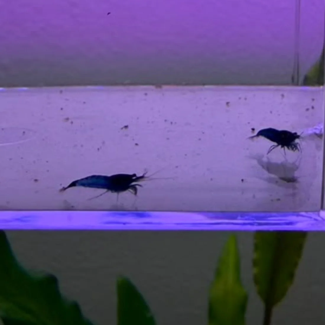 Gamba Blue Diamond