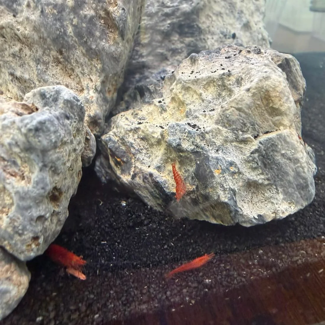 Gamba Red Cherry