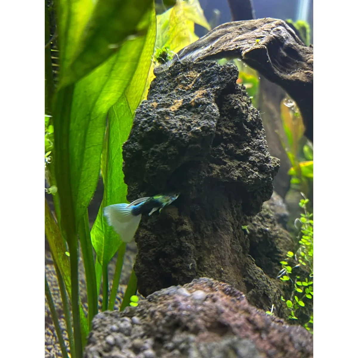 Personaliza tu acuario