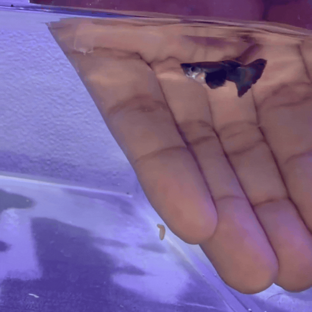 Guppy Dumbo Purple Dragon — Trío