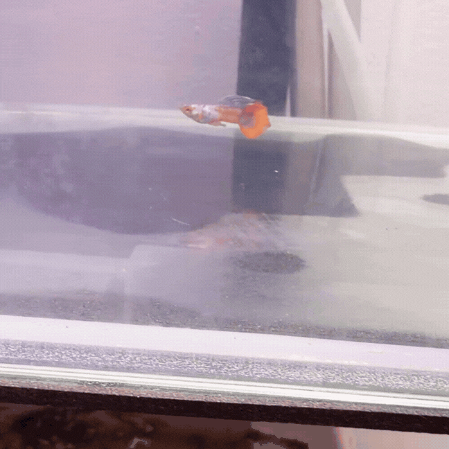 Guppy Magenta — Trío