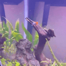 Guppy Dumbo Platino Red Tail — Trío