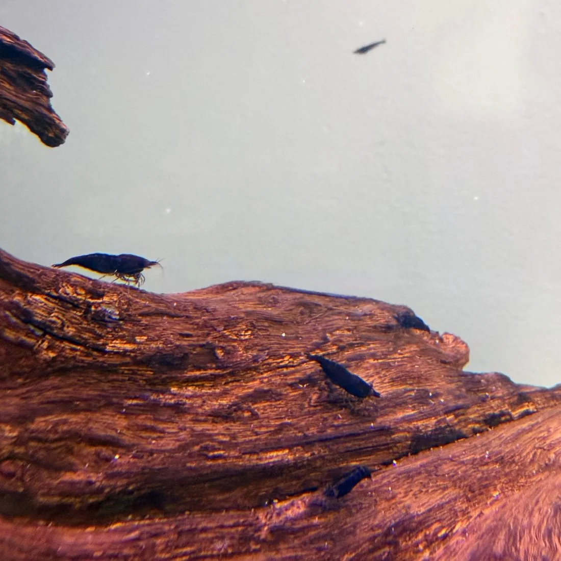Gamba Black Sakura