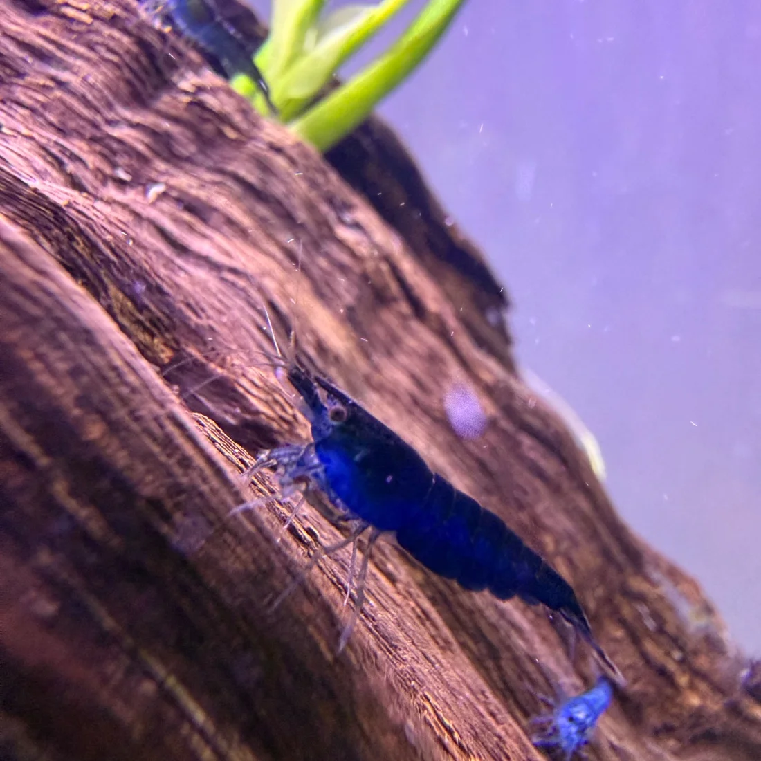 Gamba Blue Diamond
