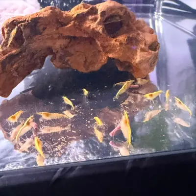 Gamba Yellow
