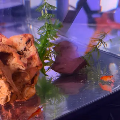 Gamba Orange Sakura