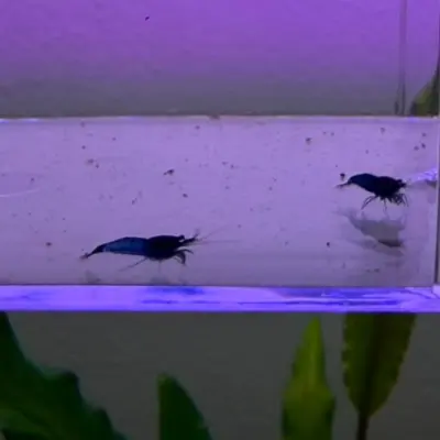 Gamba Blue Diamond
