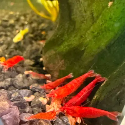 Gamba Red Sakura
