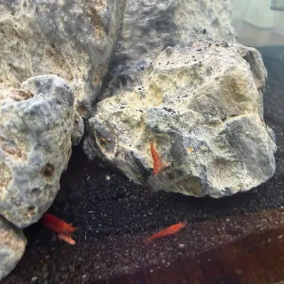 Gamba Red Cherry