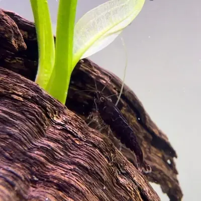 Gamba Black Sakura