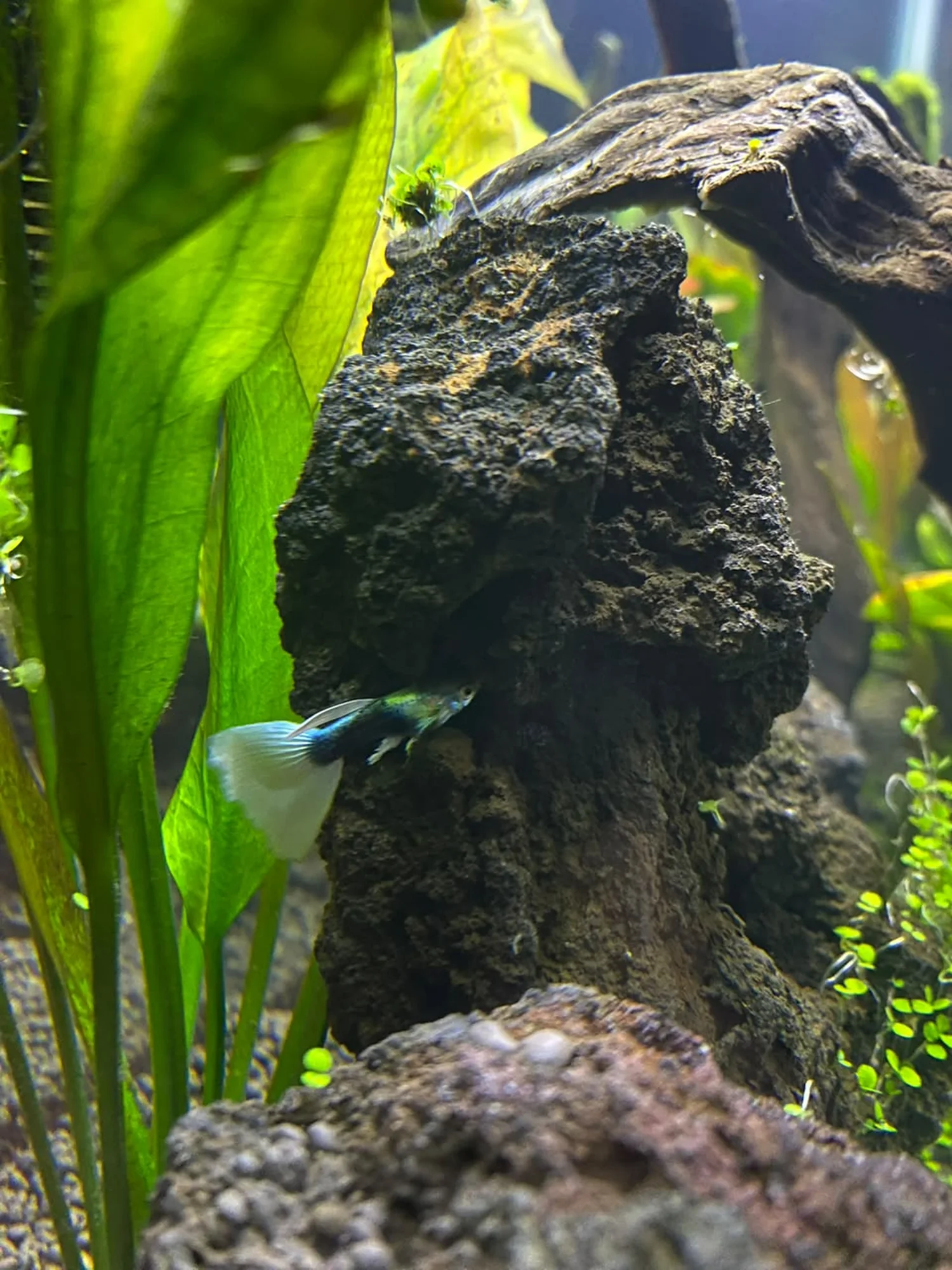Acuario de Glossy & Matte